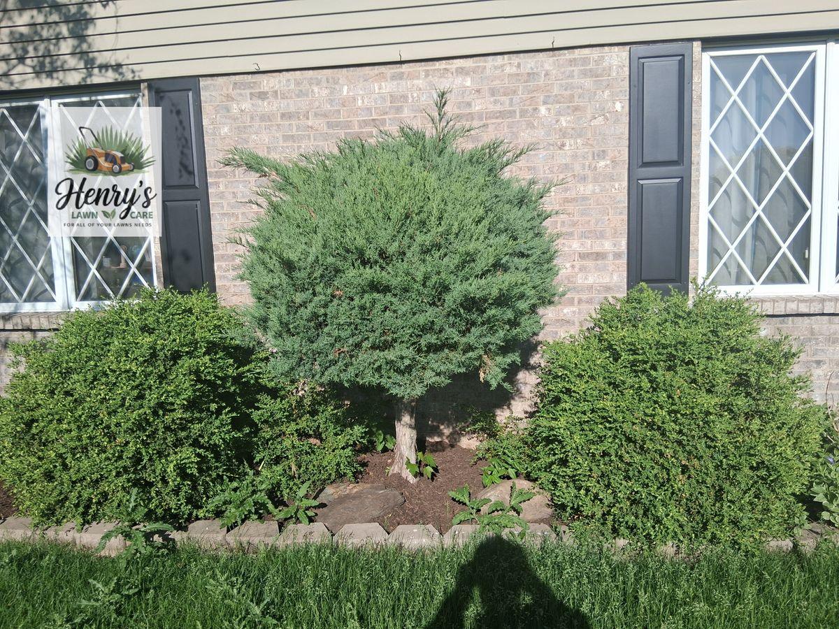 Evergreens and shrubs trimmed at a Rockford, IL property